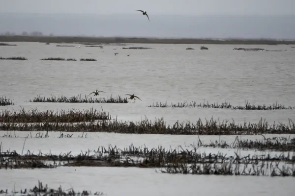 DSC_3598.webp DSC_3598.webp