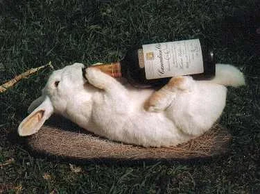 Drunk-rabbit.webp