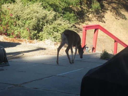 California 2012 054 (640x480).webp California 2012 054 (640x480).webp