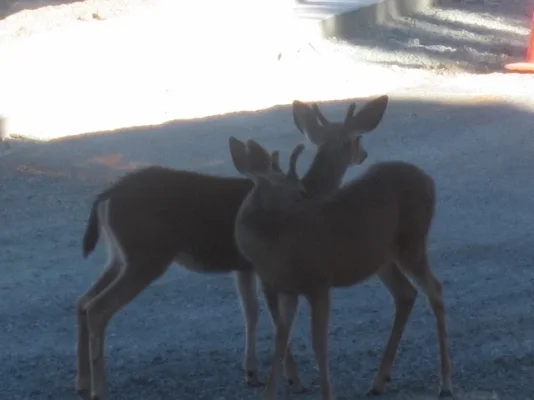 California 2012 060 (640x480).webp California 2012 060 (640x480).webp