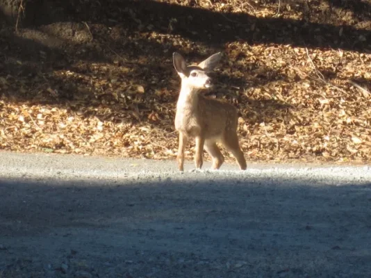 California 2012 064 (640x480).webp California 2012 064 (640x480).webp