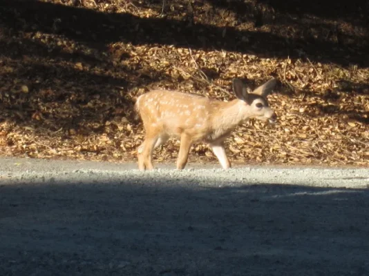 California 2012 065 (640x480).webp California 2012 065 (640x480).webp