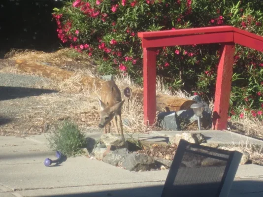 California 2012 067 (640x480).webp California 2012 067 (640x480).webp