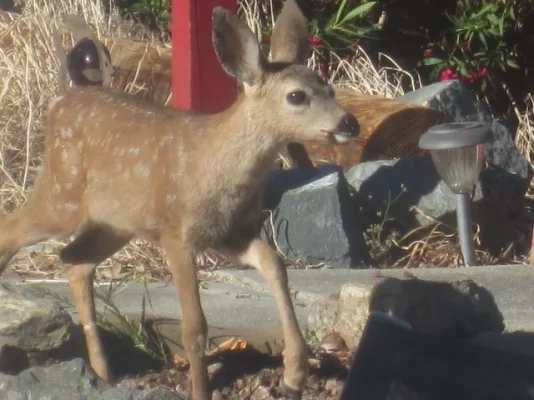 California 2012 068 (640x480).webp California 2012 068 (640x480).webp