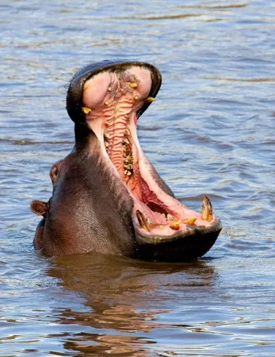 hippo-mouth-4ft-child-strange-weird-facts.webp
