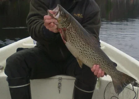 kalalla pakkis.webp kalalla pakkis.webp