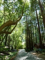 Muir Woods.jpg