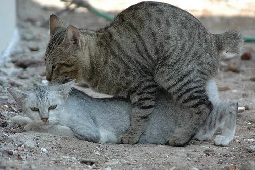 09-funny-cats-sex.webp