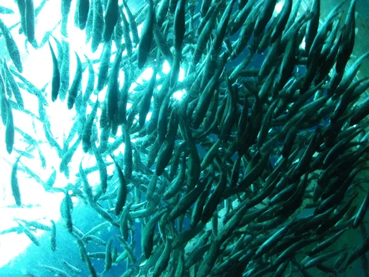 Seattle Aquarium.webp