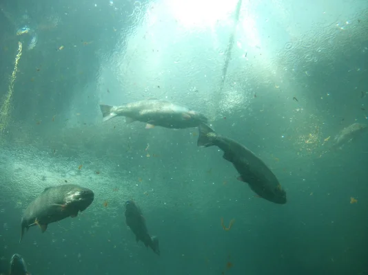 Seattle Aquarium 1.webp