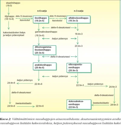 EFA metabolism.webp