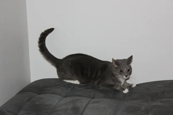 Reino leikkii_pieni.webp