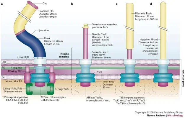 Injectisome.webp