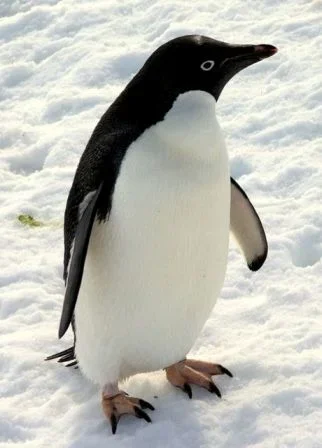 Jääpingviini.webp