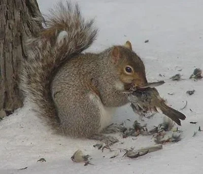 22219d1214629324-any-freegans-out-there-squirrel-eating-bird.webp