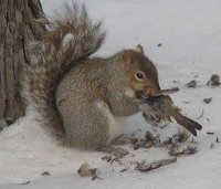 22219d1214629324-any-freegans-out-there-squirrel-eating-bird.jpg