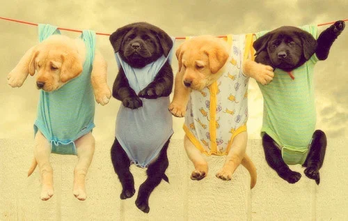 a.aaa-Dogs-Clothes-Line.webp