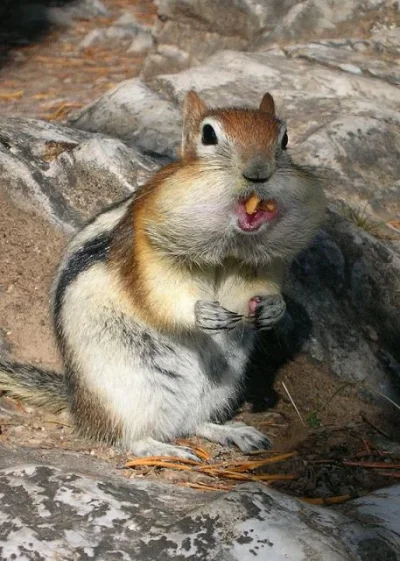 Chipmunk_Cheeks_sharp.sized.webp