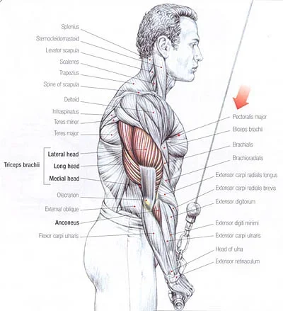 triceps-brachii-3.webp
