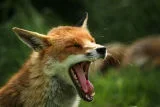 Yawning_Fox.webp