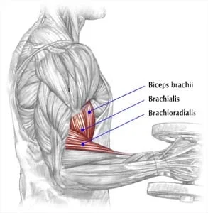 brachialis.webp