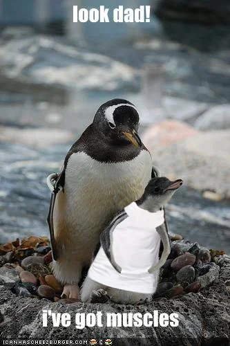 funny-pictures-little-penguin-has-muscles.webp