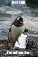 funny-pictures-little-penguin-has-muscles.jpg