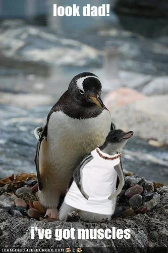 funny-pictures-little-penguin-has-muscles.webp