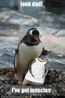 funny-pictures-little-penguin-has-muscles.jpg