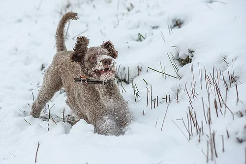 8267261351_71c2d93ede.webp 8267261351_71c2d93ede.webp