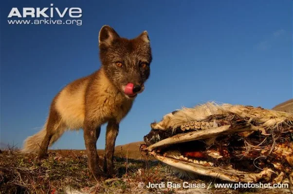 Arctic-fox-scavenging-at-reindeer-carcass.webp