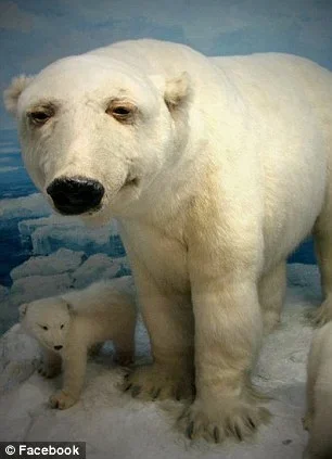 article-0-0CFC634F00000578-272_306x423.webp article-0-0CFC634F00000578-272_306x423.webp