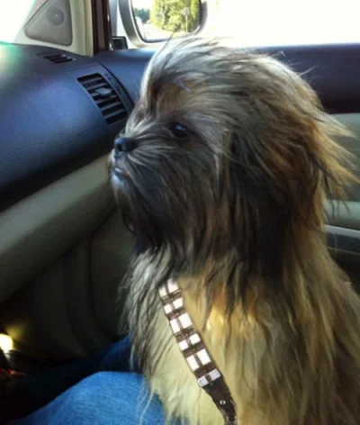 Chewbacca-Dog.webp