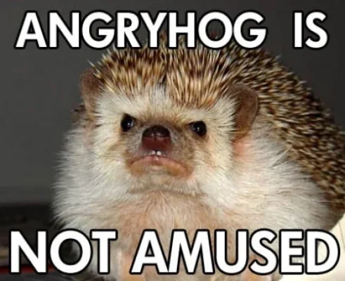 Angryhog-e1324165259548.webp