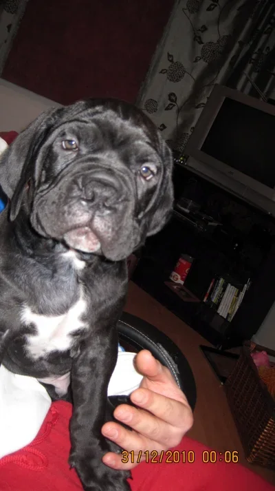 vittupää.webp vittupää.webp