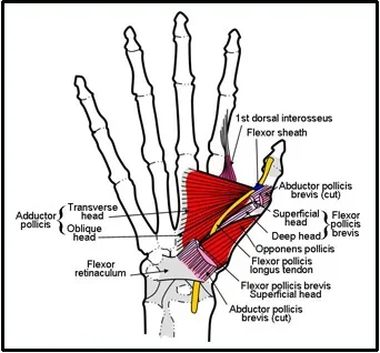 thumb-muscles.webp