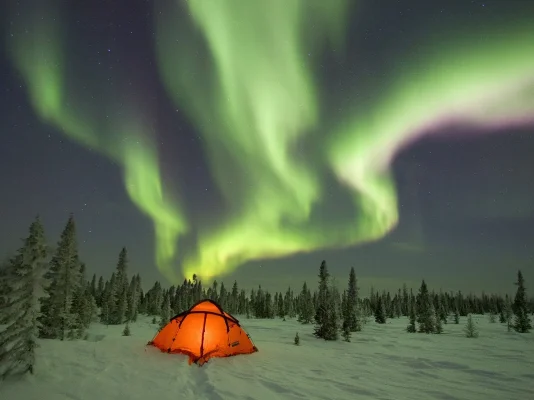 camping_under_the_northern_lights_boreal_forest_canada_wallpaper-normal.webp