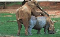 Elephants-and-hippos-mating.jpg