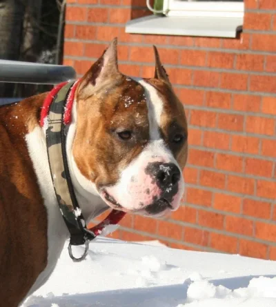 20130306_78 (576x640).webp