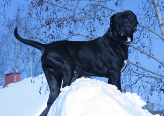 meis pullistelee.webp