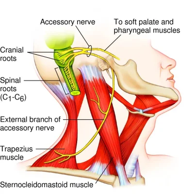 accessory_nerve.webp