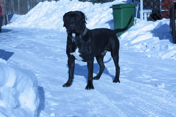 oikkunen.webp oikkunen.webp