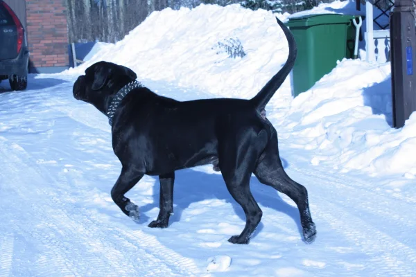 piuni takaa.webp piuni takaa.webp