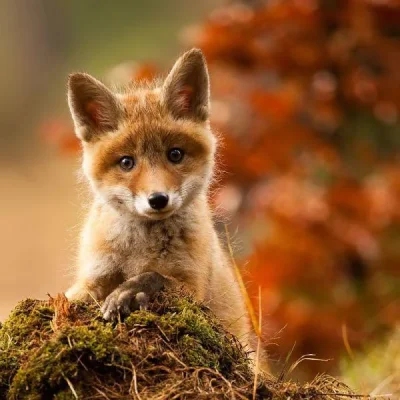 Sweet-Face-Foxy-Fox--Beautiful-But-Sad----Oh-He-Is-So-Adorable---Thank-You-For-This-Little-Fo...webp