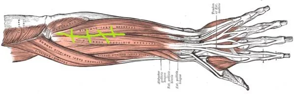 196px-Forearm_muscles_back_superficial.webp