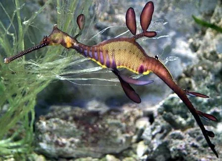 seadragon.webp