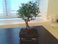 bonsai.jpg