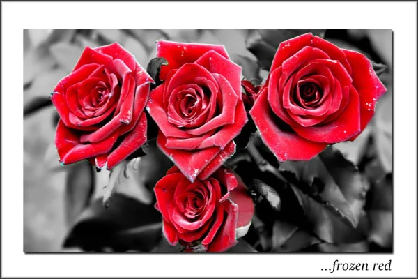 roses.webp