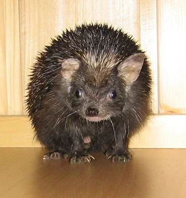 normal_esi-isän tuijotus.webp