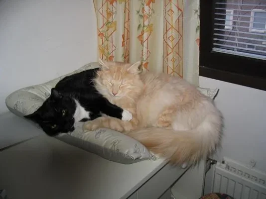 pojat ottaa rennosti 002k.webp